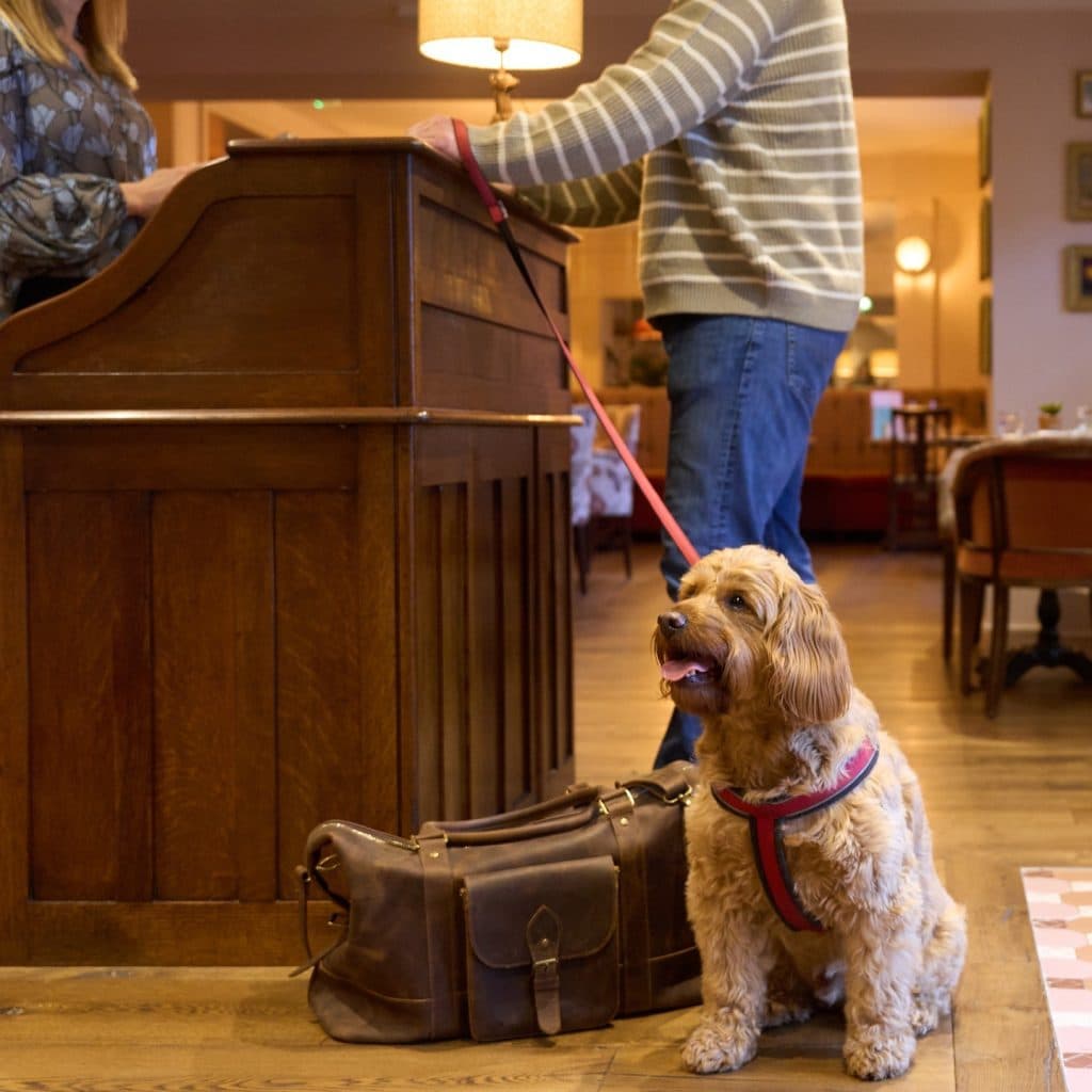 heartwood-inns-the-white-horse-rooms-dog-check-in